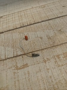 Phonak 2s Red Receiver 3 Pin