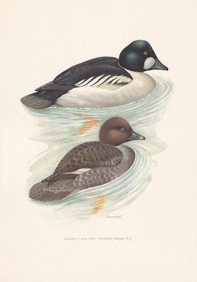 1960 GEMEINSAME GOLDENEYE ENTE Vogel Druck - Vintage Wandkunst - 7,5 x 10,6 Zoll