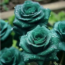 20 Scottish Green Rose Seeds - Non-GMO Heirloom Variety for Your Garden