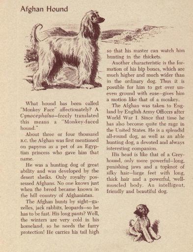 Afghan Hound CUSTOM MATTED Vintage Dog Art Print 1954 M