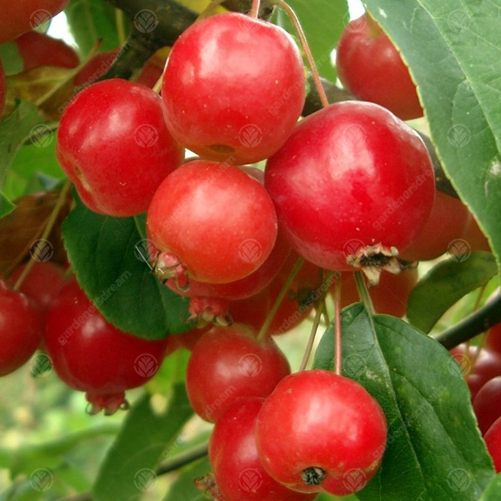 Malus X robusta 'Fruitilicious' | Crab Apple Tree| Ornamental Tree | 5-6ft