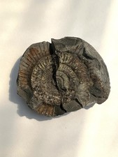 Amonite Pyrite Fossil Natural History Artifact W 6.5cm X L 5.2cm X h 2cm ??