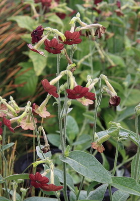 Nicotiana langsdorffii 'Hot Chocolate' — Nicotiana 'Hot Chocolate'
