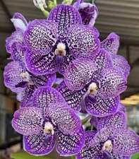 Vanda Chulee Classic "Starlight"