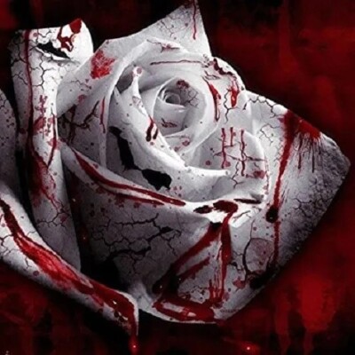 50PCS White Blood Rose Plant Flower Seeds Fragrant Garden Flower Perennial