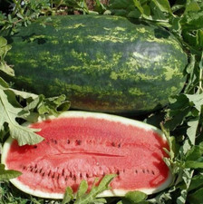 25 KLECKLEY'S SWEET WATERMELON SEEDS - LARGE SUPER SWEET - HEIRLOOM --- FRESH