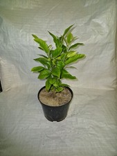 Lemon Tree, Citrus limon eureka in a 2 Litre Pot c/w Weed Mat.