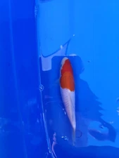  KOHAKU  1 step   KOI   5.5  -6   INCHES   APPROX.