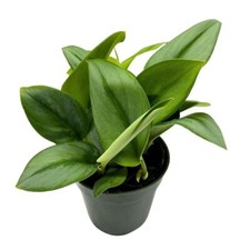 Treubii Pothos, Scindapsus Treubii Moonlight, Sterling Silver Plant, Moonlight P