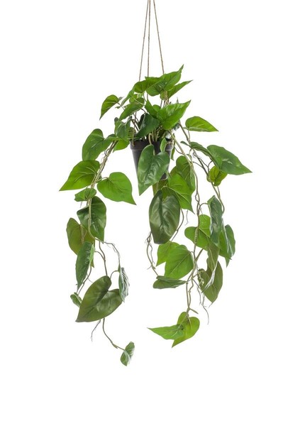 Artplants KüNstlicher Philodendron Scandens Blumenampel Zilda, Dekotopf, 80Cm-image