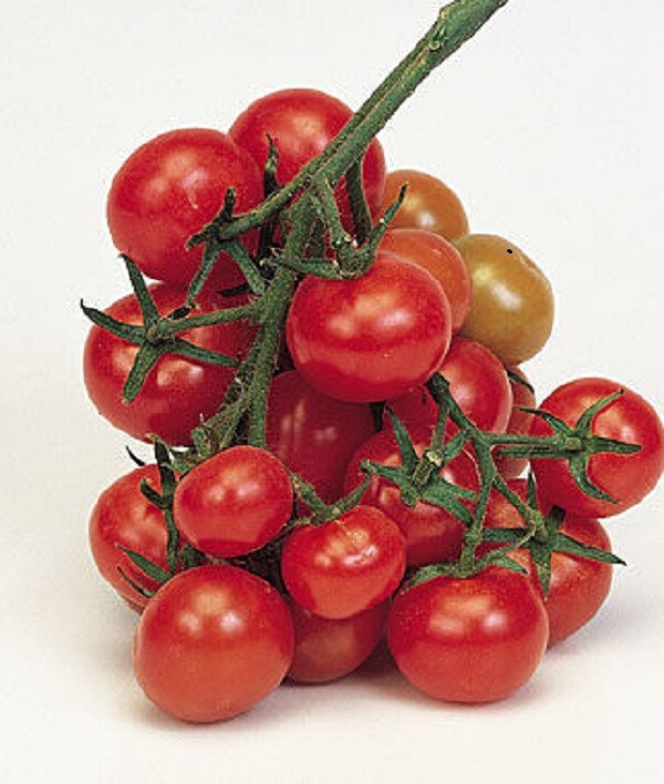 TOMATO CHRISTMAS GRAPE - 40 SEEDS