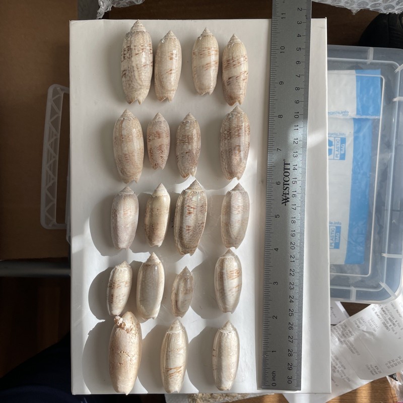 A Collection Of Natural Oliva Seashells with Distinct Patterns worldwide Seas
