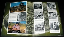 PINE NUT HUNT 1958 NATIVE AMERICAN SURVIVAL SKILL PICTORIAL NEVADA PARKS