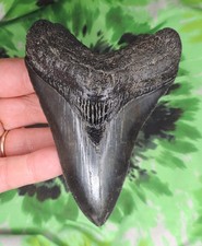 Megalodon Sharks Tooth 4 3/8