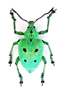 CURCUILONIDAE SP. EN021 15MM BR. NICE