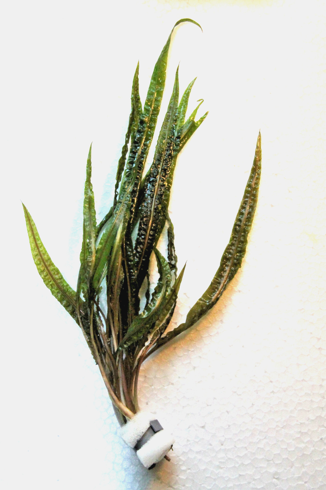 Cryptocoryne balansae,genoppter Wasserkelch,Bundpflanze,Wasserpflanze,Aquarium