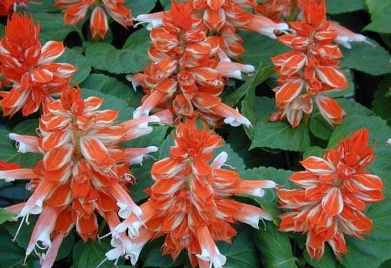 50 Orange White Salvia Seeds Flower Seed Perennial Flowers