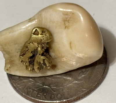 #ad #ad 22k Alaska Gold Nugget On Tooth Converted To A Tie Tack 4.80 Grams Total $325.00
