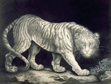 Hand painted oil painting white tiger maybe Bengal tiger wild animal at night