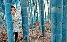 12 GRAINES DE BAMBOU BAMBOU BLEU GÉANT Phyllostachys + LIVRAISON GRATUITE