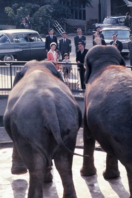 Prince Naruhito Crown Princess Michiko watch elephants Ueno Zoo No- Old Photo 1