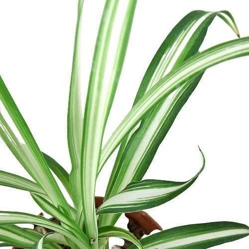 Spider Plant Reverse-8" Pot - Picture 10 of 12