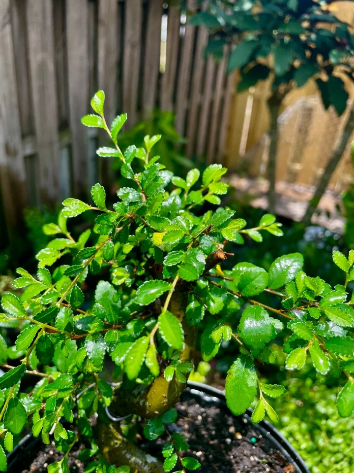 中国 ELM 盆景前/盆景树冷硬/小叶 7 岁 — 第 3/4 张图片