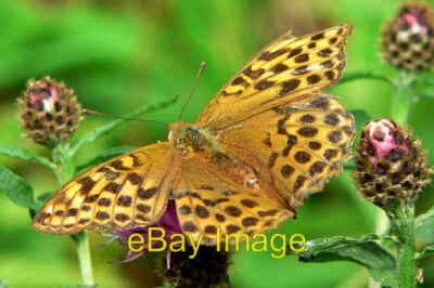 Foto 6x4 weibliche silbergewaschene Fritillary Butts\/SX8089 gefunden auf einer Cleari c2008
