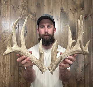 Compact Chunky 160” Whitetail Shed 17pt Antler Horn Deer Mount Rack