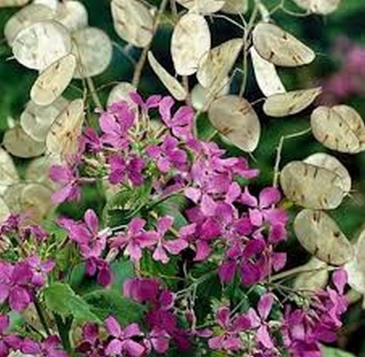 Lunaria biennis sale