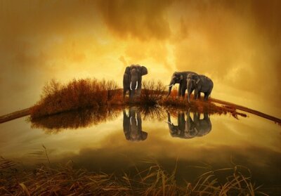 ELEPHANT *2X3 FRIDGE MAGNET* AFRICAN ZOO ASIAN TUSKS IVORY TRUNK GRAY POACHED