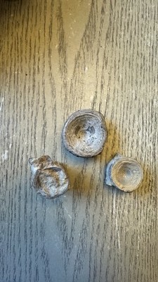 3 Xiphanctus Audax Fossil Vertebrates 