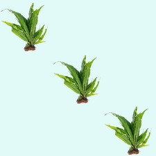 Java Fern Microsorum Size: 3 Pack Bare Root Live Aquarium Plants