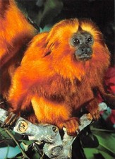 1993 Cardz The World Famous San Diego Zoo NonSport Trading Cards Pick From List