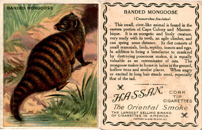T29 Hassan Cigarettes, Animals, 1911, Banded Mongoose
