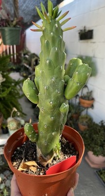 Austrocylindropuntia subulata (Eve's Needle Cactus) root is sent without pot