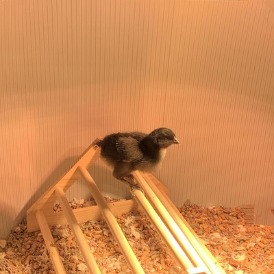Chick Perch Chicken Coop Toys and Accessories,Chick Roosting Bar,Brooder for Bab
