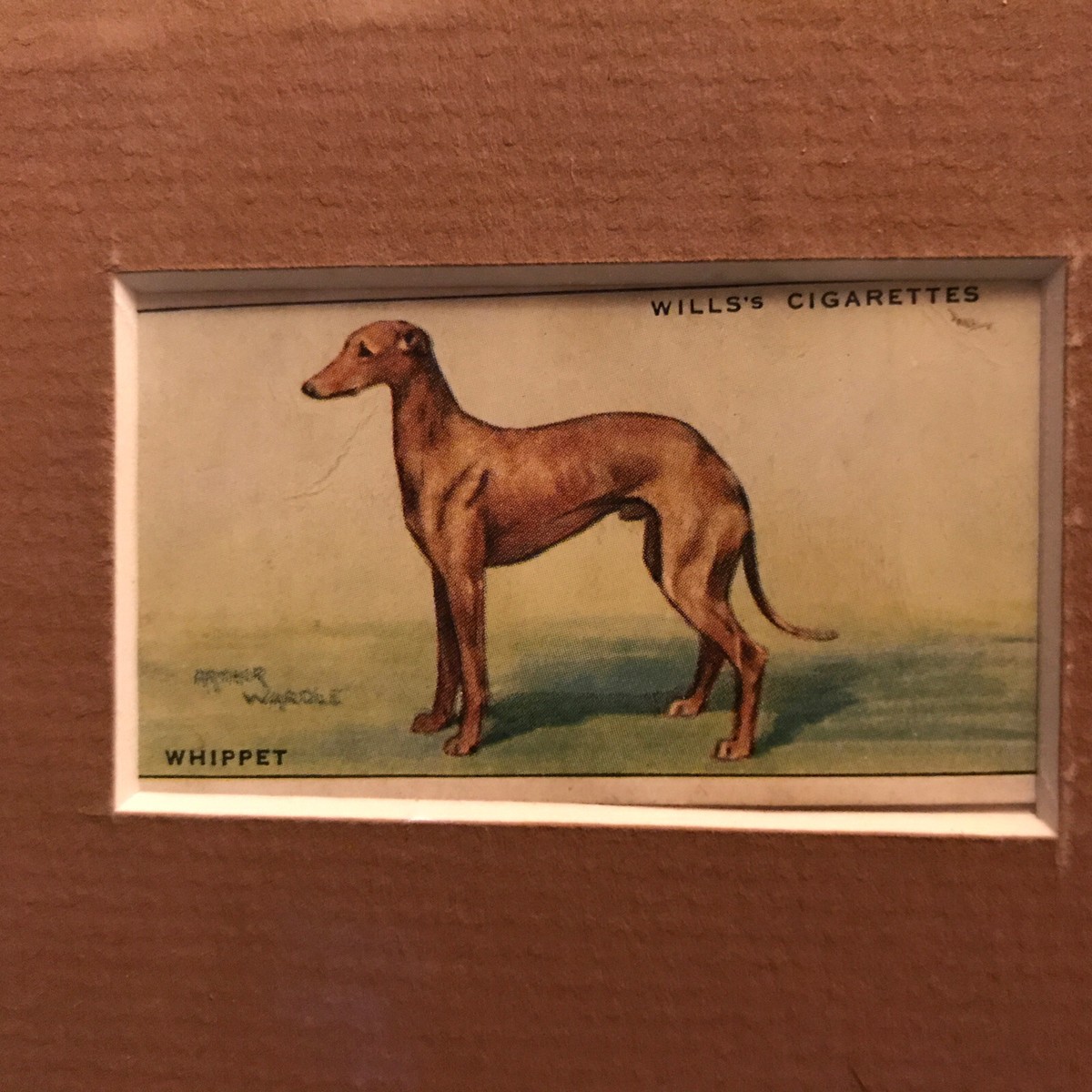 Matted Whippet 1937 SERIES OF DOGS WILLS CIGARETTE CARD