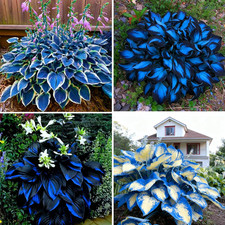 Hosta Seeds for Planting, 290 Pcs Perennial Rare Hosta Flower Seeds, Non-Gmo Hei