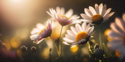 Wandbild: Gartenblumen am Frühlingstag mit verschwommenem Bokeh und [...]