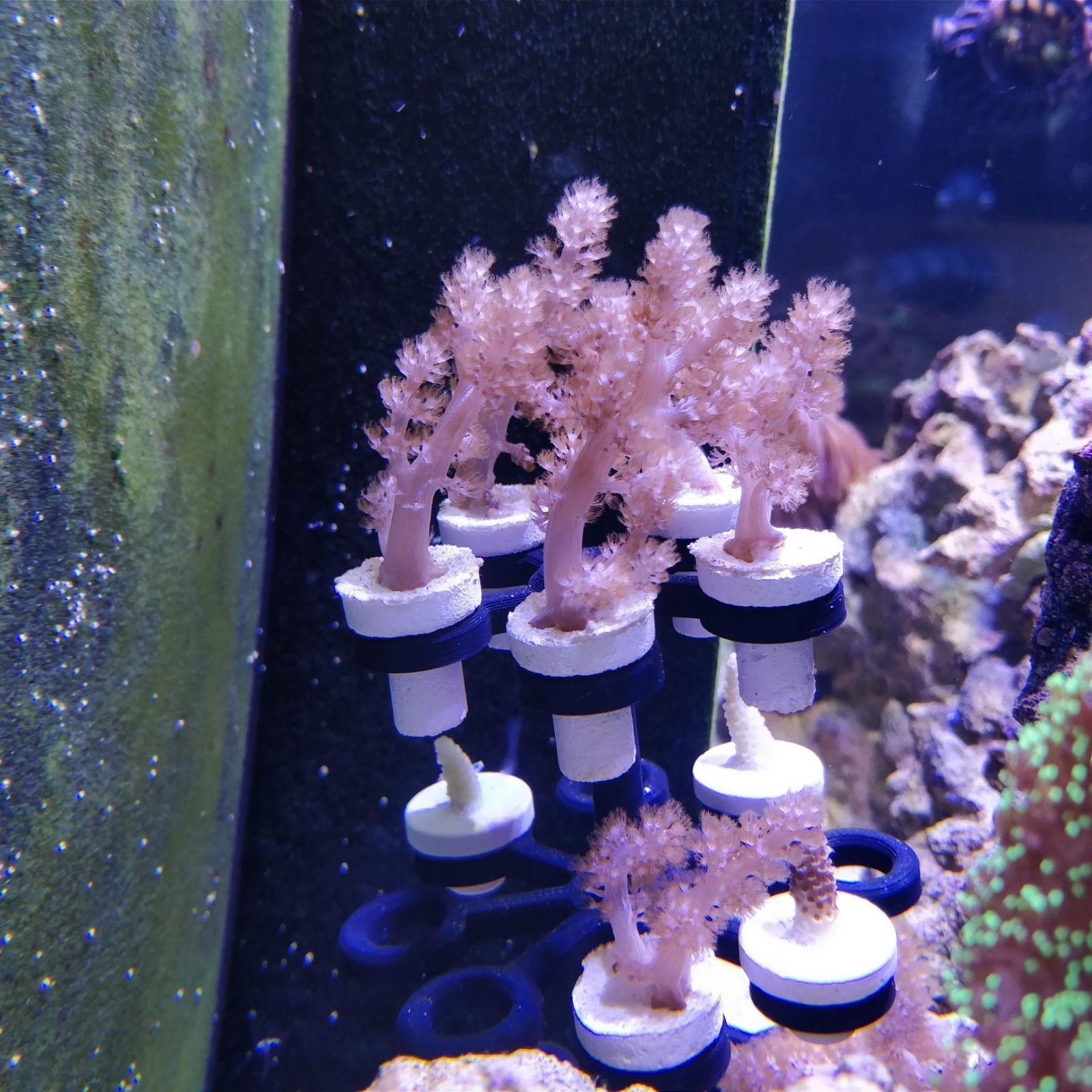Coral frag plugs marine reef tank propagation frags sps lps zoas 10 20