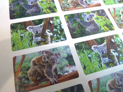 Koala Bear Wildlife Jungle Animal Self-Adhesive Labels Stickers for Kids & Craft - Picture 4 of 5