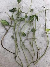 10 Skunk Vine Plant 乌勤藤 Fresh Cutting Vine Ready To Plant No Root