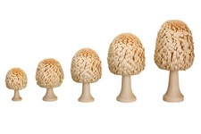 Ringelbaum Laubbaum mit Stamm natur Holzbaum H= 12cm NEU Baum Dekoration Seiffen