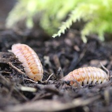 Peach Live isopods 10ct Armadillidium nasatum bioactive reptile insects