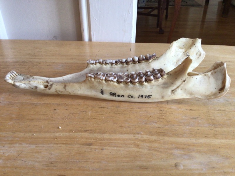 Deer Jaw Bone ,connected, Animal Craft Wildlife Art Taxidermy Tool Man Cave E