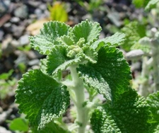 500 White Horehound Herb Seeds Marrubium vulgare