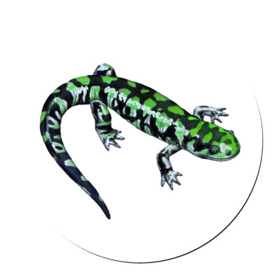 SALAMANDER LIZARD GREEN  REPTILE Pendant On 925 Sterling Silver 20'' Necklace