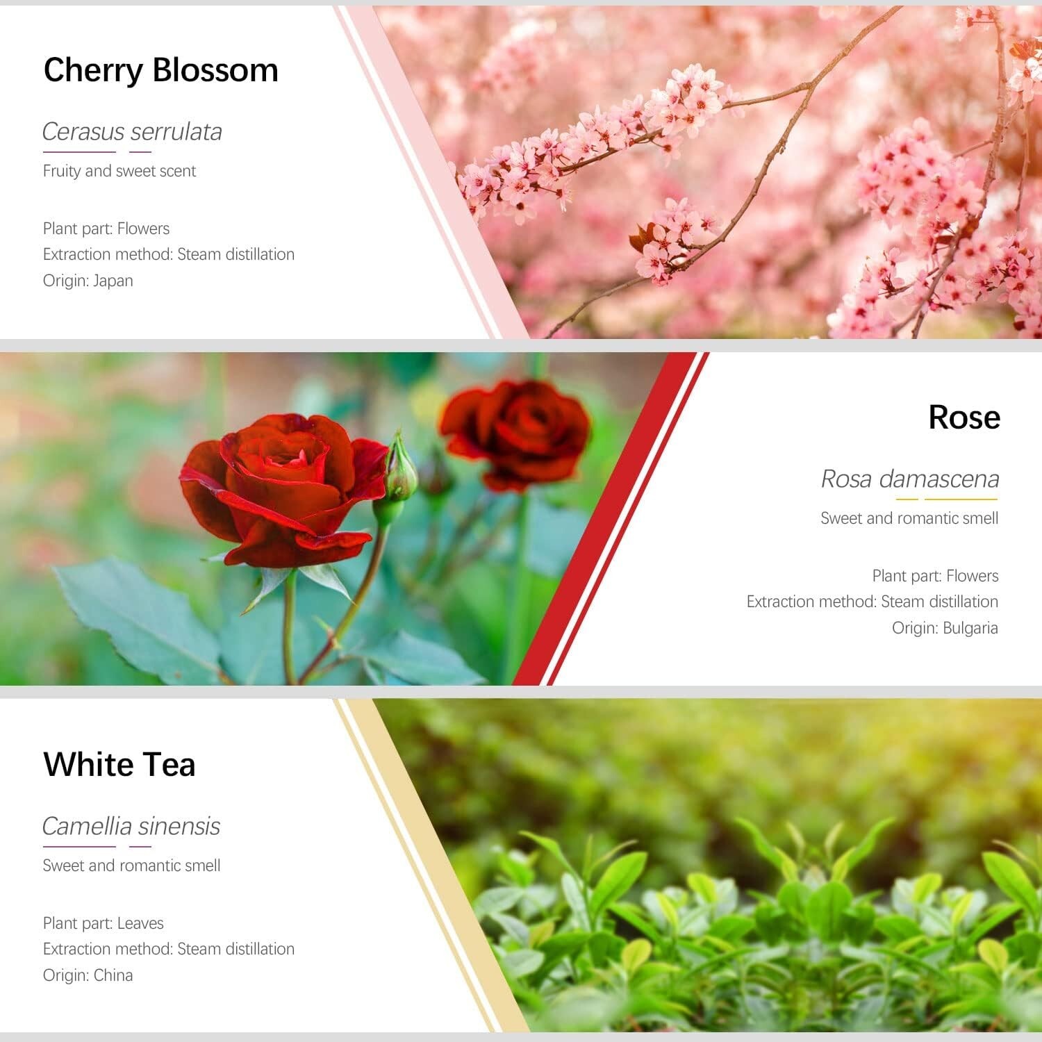 Pure Floral Essential Oil Set - Ideal for Diffusers, Massage & Scented Candles thumbnail 5