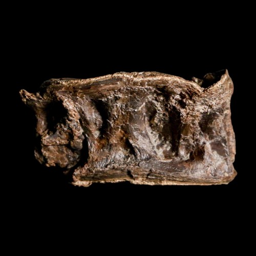 2.4" Ichthyodectes Fish Fossil Vertebrae Late Cretaceous Era Niobrara Formation - Picture 1 of 10